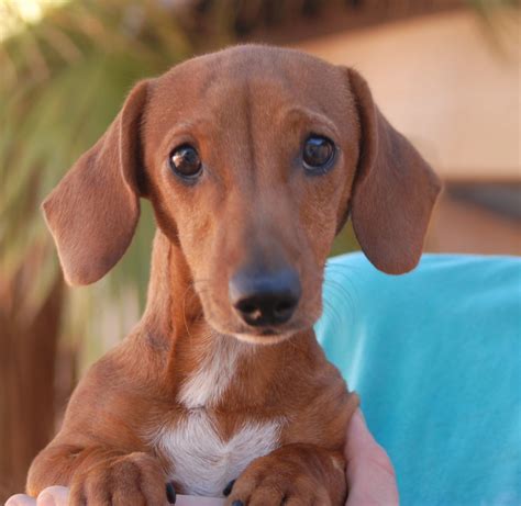 Adopt a dachshund near me - We rescue Dachshunds of all types, from purebred to mixes, smooth coats, short haired, long haired, wired hair and puppies to seniors. We even have special needs dogs available for adoption. View Adoptable Dogs BIG NEWS! Check it …